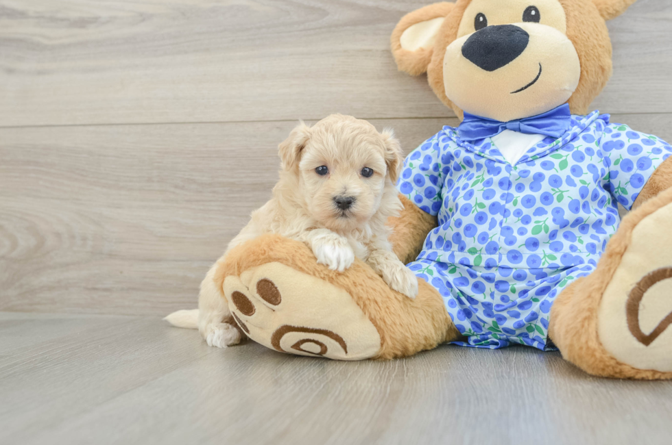 7 week old Maltipoo Puppy For Sale - Simply Southern Pups