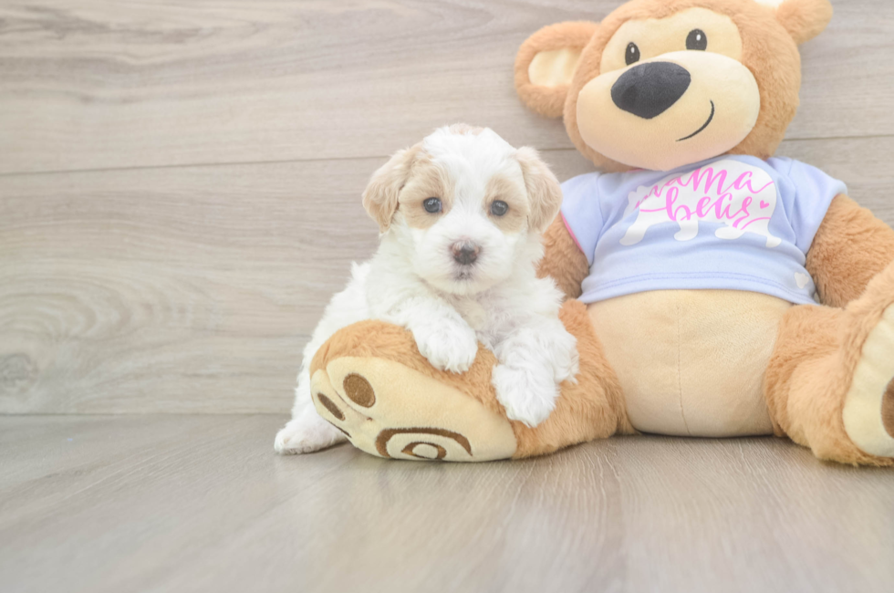 5 week old Maltipoo Puppy For Sale - Simply Southern Pups