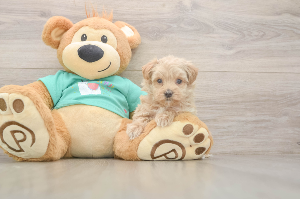 5 week old Maltipoo Puppy For Sale - Simply Southern Pups