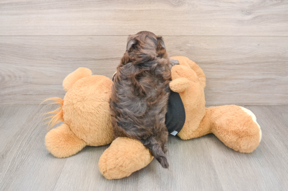 Playful Maltepoo Poodle Mix Puppy