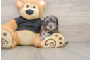 Sweet Maltipoo Baby