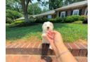 Cute Malt a Poo Poodle Mix Puppy