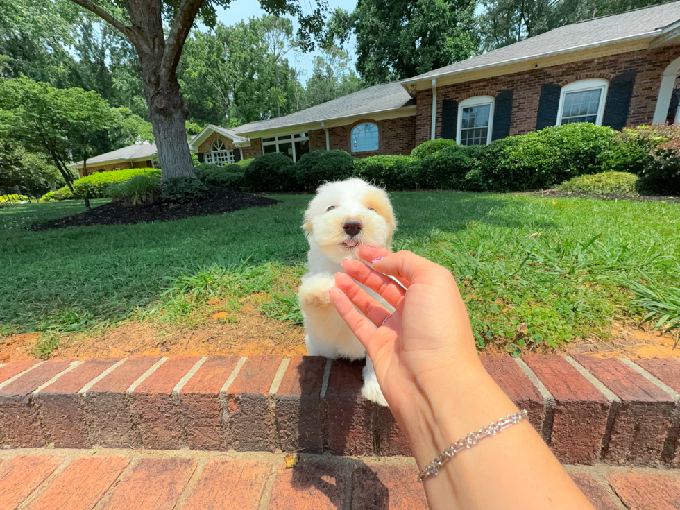 Cute Malt a Poo Poodle Mix Puppy