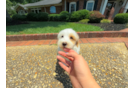 Cute Malt a Poo Poodle Mix Puppy