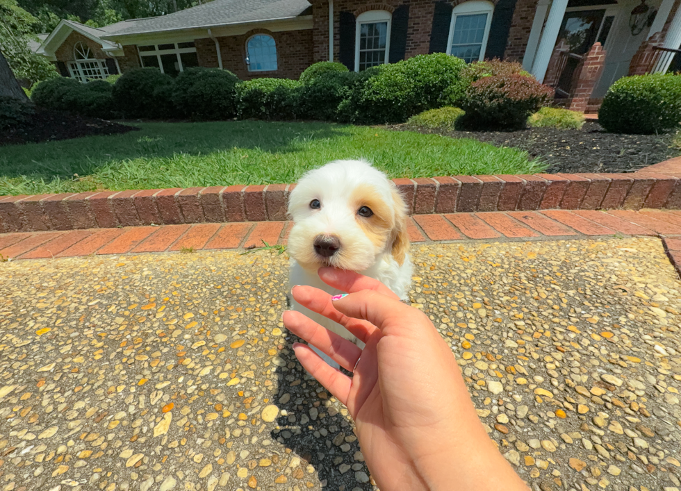 Cute Malt a Poo Poodle Mix Puppy