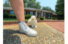 Cute Maltipoo Baby