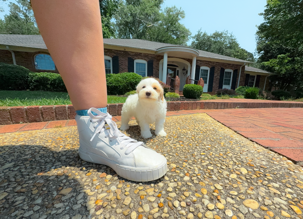 Cute Maltipoo Baby