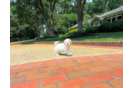 Cute Maltipoo Baby