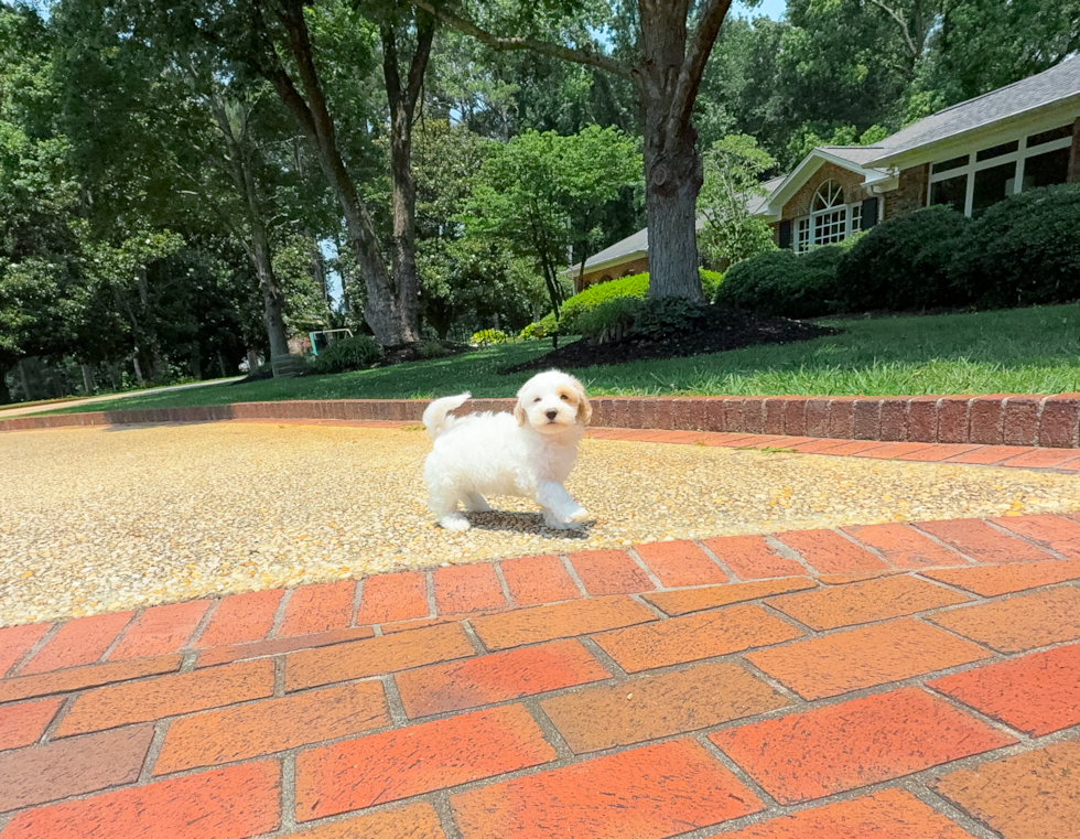 Cute Maltipoo Baby