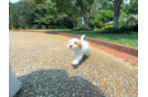 Cute Maltipoo Poodle Mix Pup