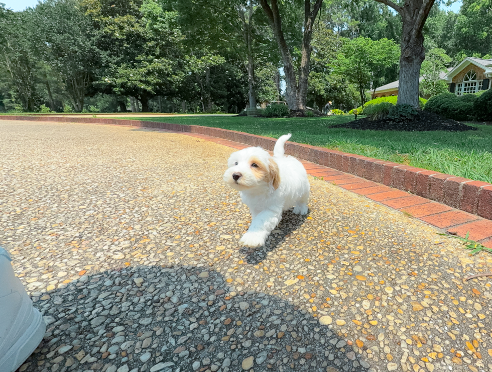 Cute Maltipoo Poodle Mix Pup