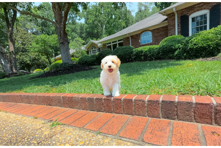 Best Maltipoo Baby