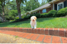 Best Maltipoo Baby