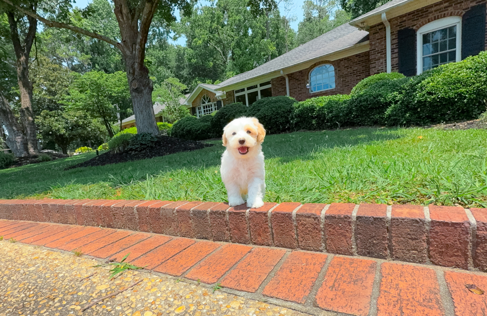 Best Maltipoo Baby