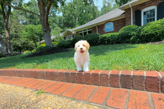 Best Maltipoo Baby