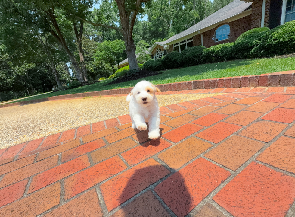 Cute Malt a Poo Poodle Mix Puppy