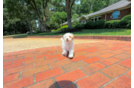 Cute Maltipoo Baby