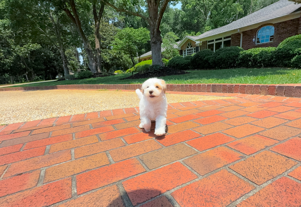 Cute Maltipoo Baby