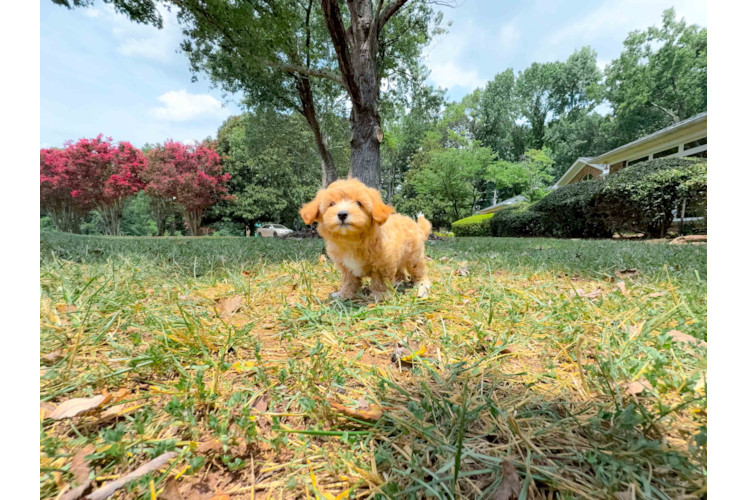 Best Maltipoo Baby