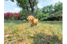 Best Maltipoo Baby