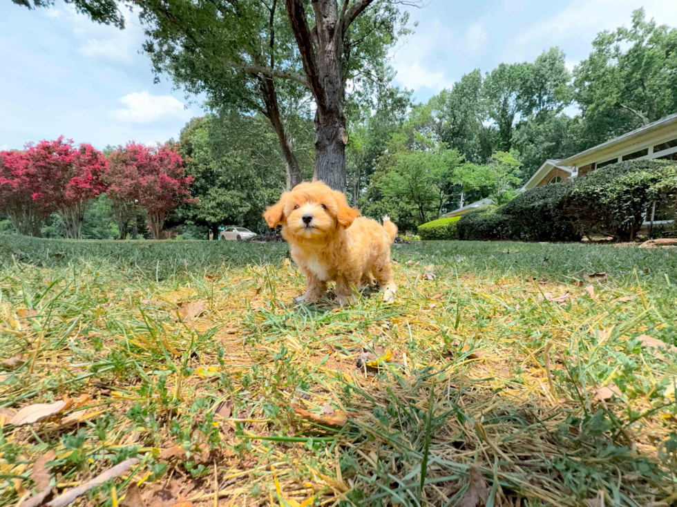 Best Maltipoo Baby