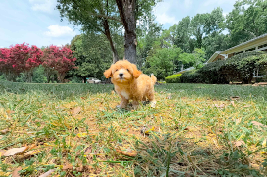 Best Maltipoo Baby