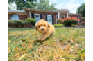 Cute Maltipoo Poodle Mix Pup