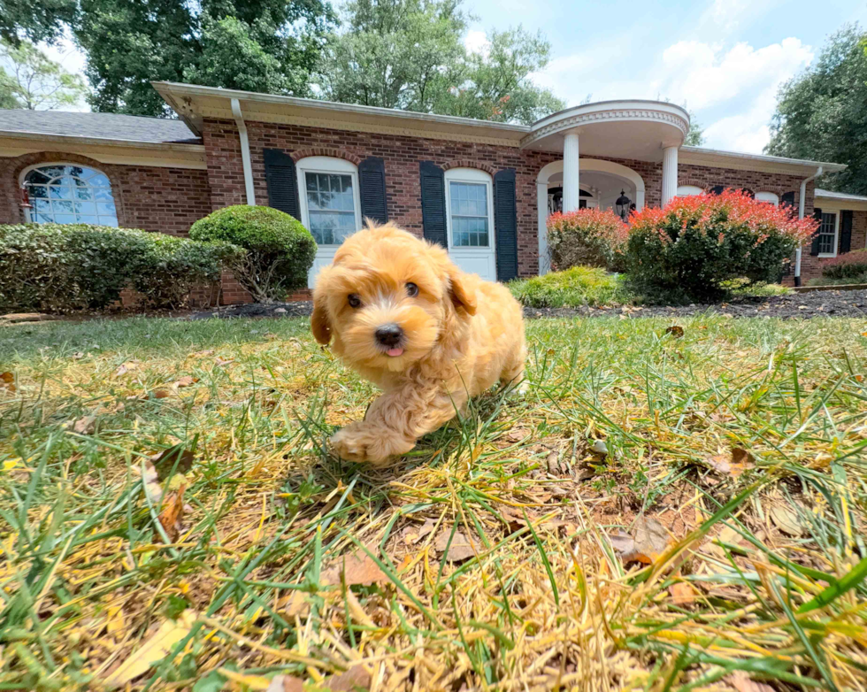 Cute Maltipoo Poodle Mix Pup