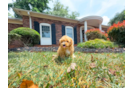 Maltipoo Puppy for Adoption