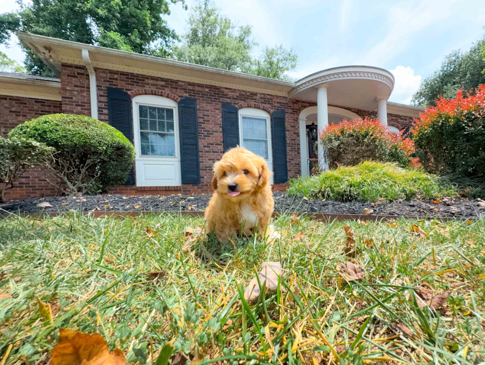 Maltipoo Puppy for Adoption