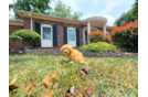 Cute Malt a Poo Poodle Mix Puppy