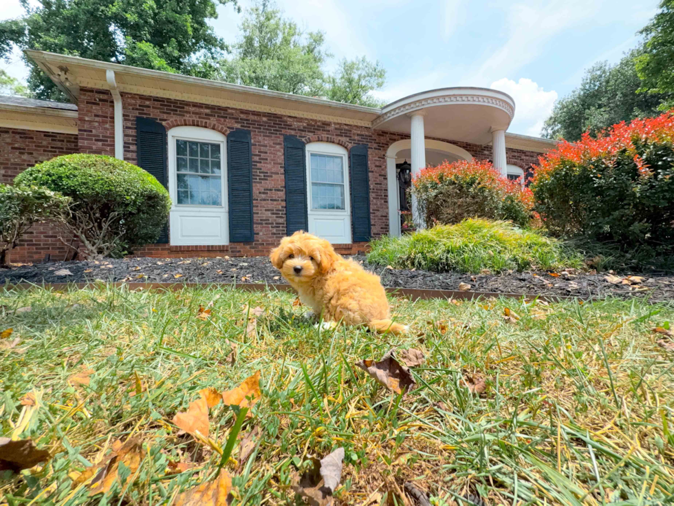 Cute Malt a Poo Poodle Mix Puppy