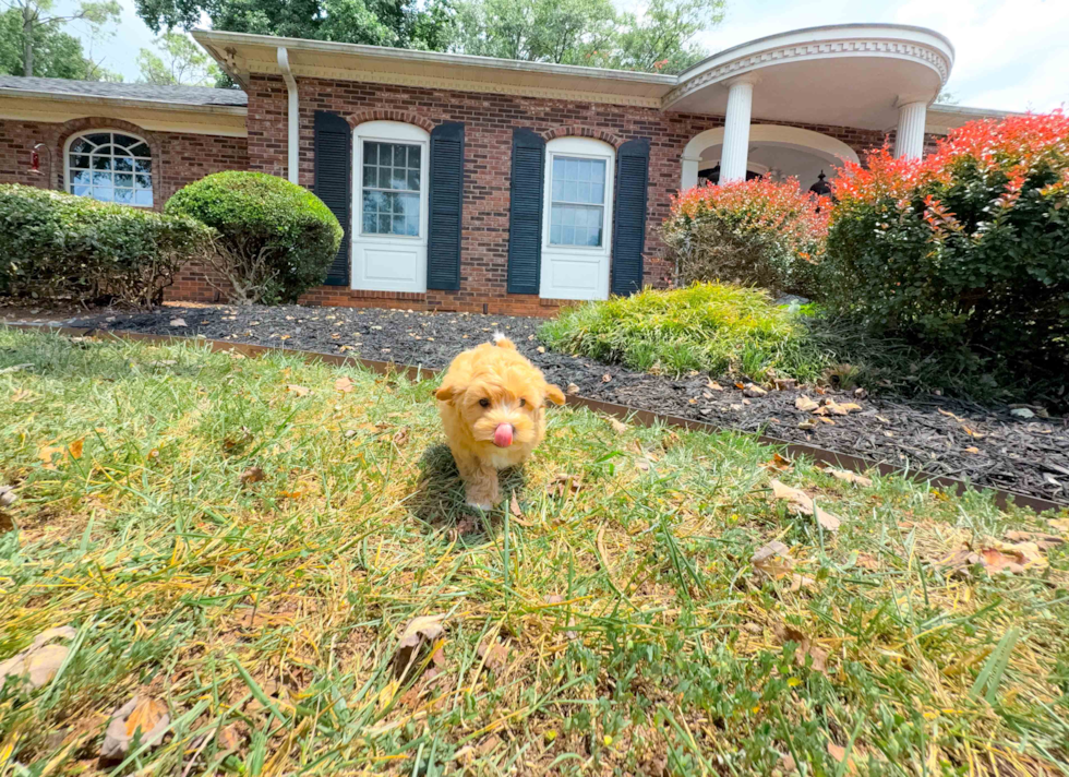 Maltipoo Pup Being Cute