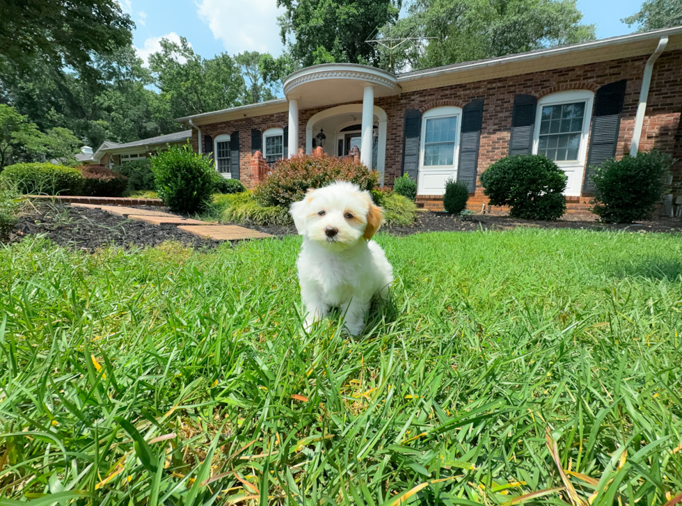 Maltipoo Pup Being Cute