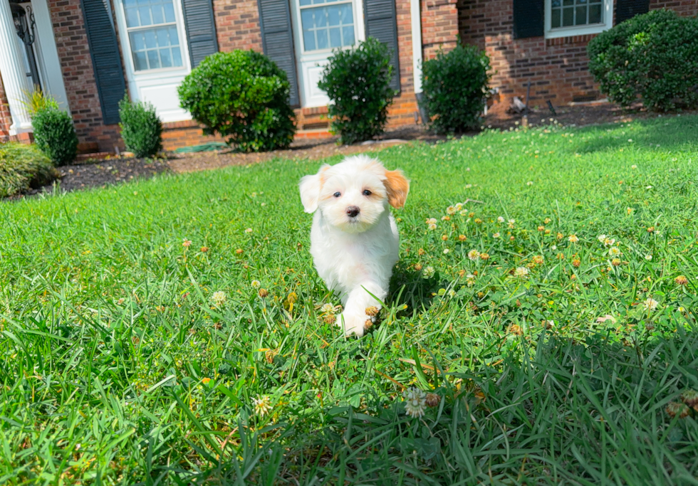 Cute Maltipoo Baby