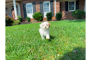 Maltipoo Puppy for Adoption