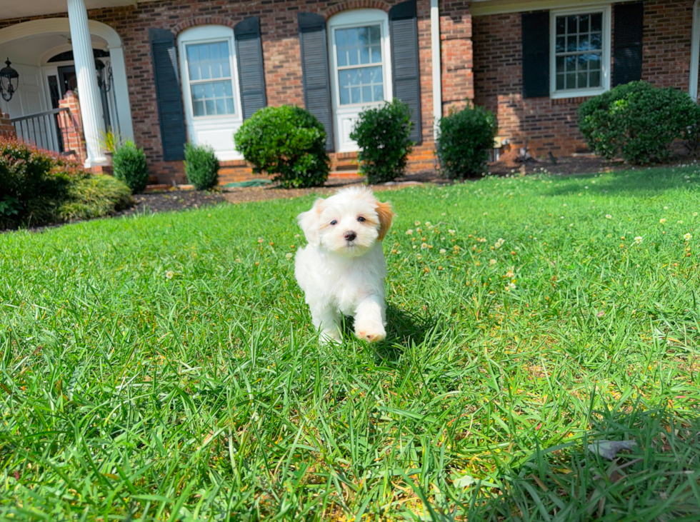Maltipoo Puppy for Adoption