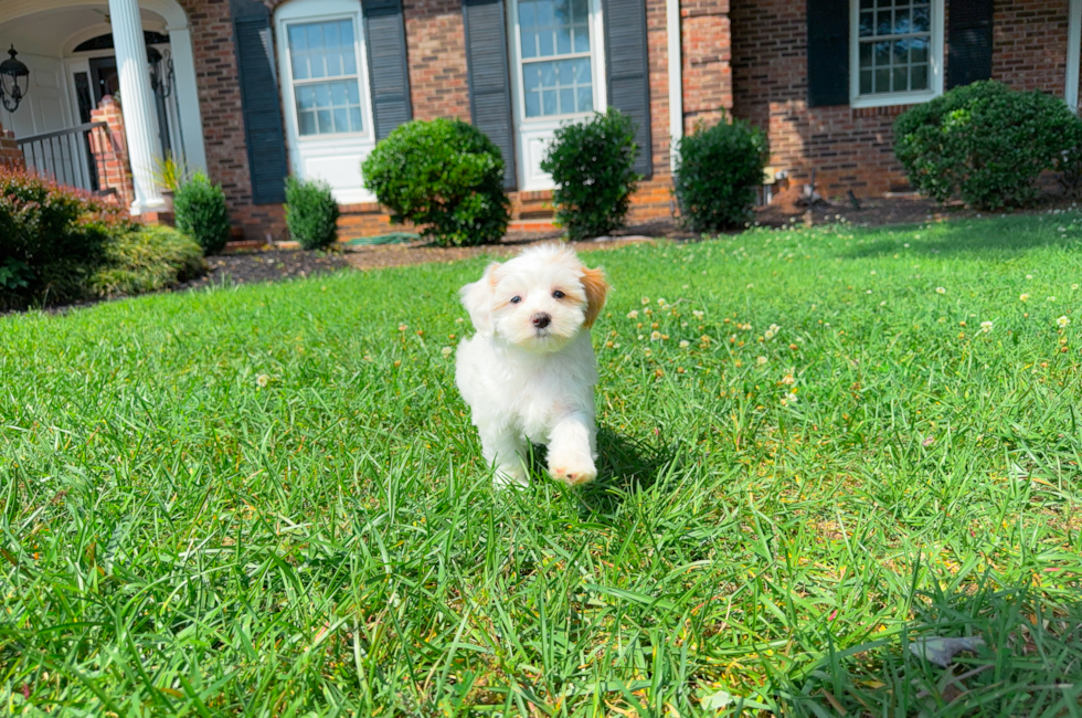 10 week old Maltipoo Puppy For Sale - Simply Southern Pups