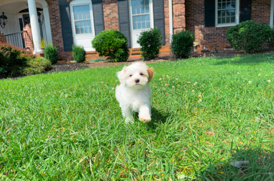 Maltipoo Puppy for Adoption