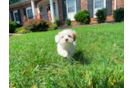 Cute Maltipoo Poodle Mix Pup
