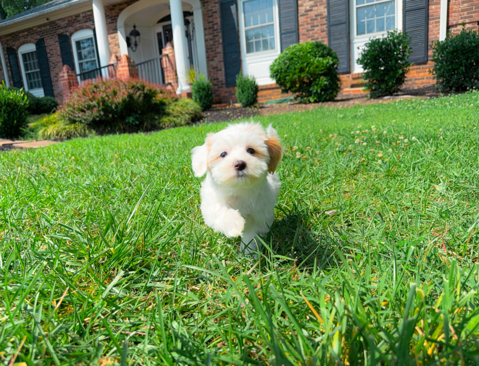 Cute Maltipoo Poodle Mix Pup