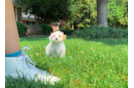 Best Maltipoo Baby