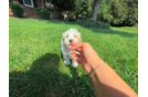 Cute Maltipoo Baby