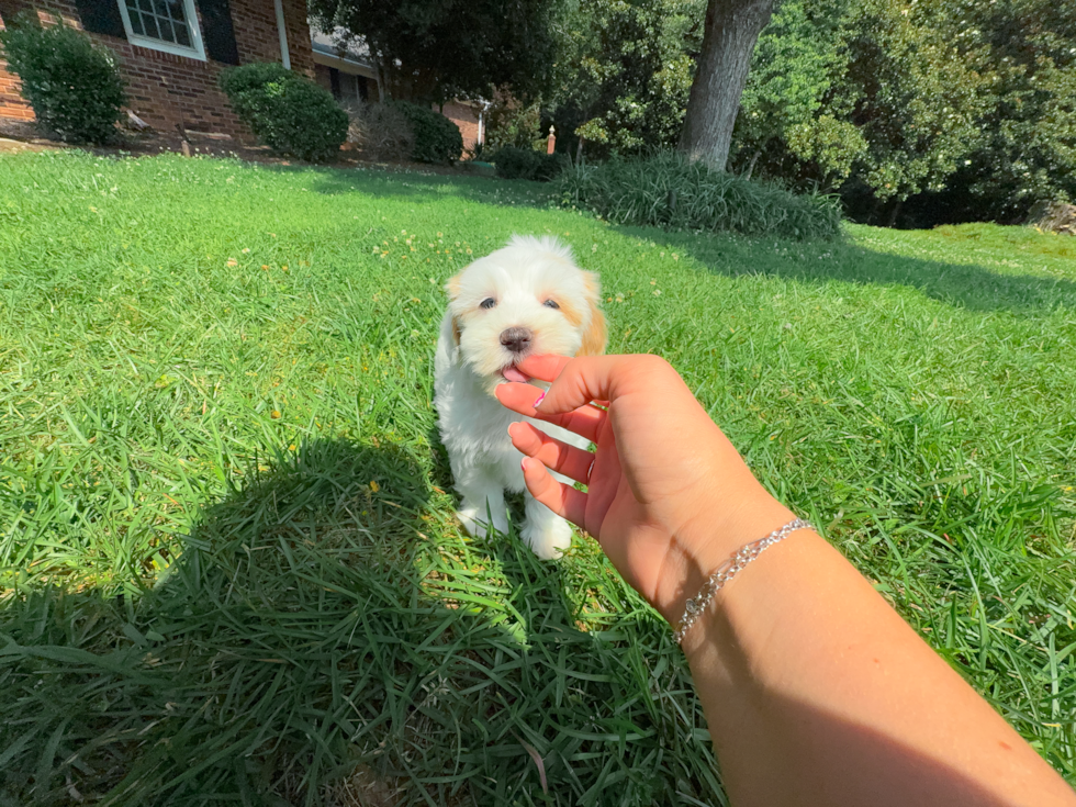 Cute Maltipoo Baby