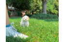 Best Maltipoo Baby