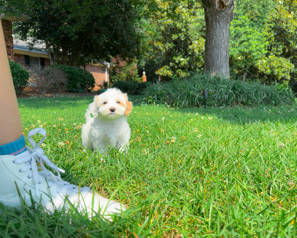 Best Maltipoo Baby