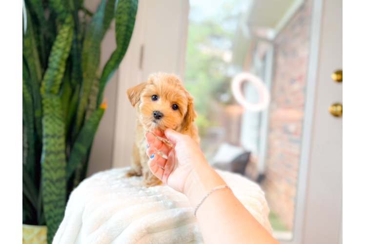 Cute Maltipoo Poodle Mix Pup