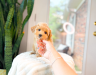 10 week old Maltipoo Puppy For Sale - Simply Southern Pups