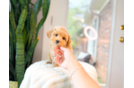 Cute Maltipoo Poodle Mix Pup