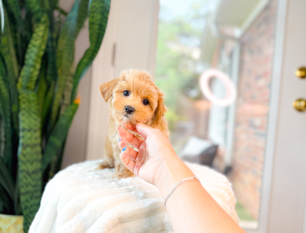 Cute Maltipoo Poodle Mix Pup